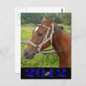 Meine Pferdepostkarte Postkarte (Vorne/Hinten)