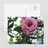 Meine Rose Postkarte (Vorne/Hinten)