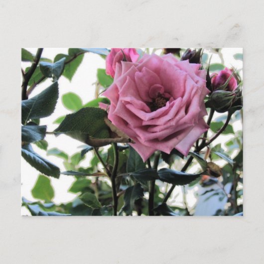 Meine Rose Postkarte (Vorderseite)