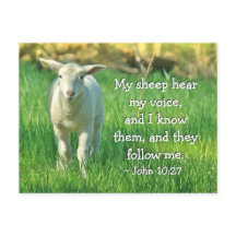 Meine Schafe hörten meine Stimme, John 10:27 Bibel