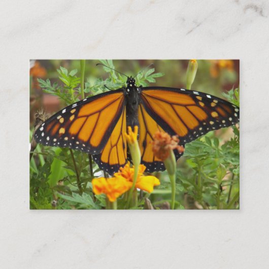 Meine Visitenkarten der Monarchschmetterlinge Visitenkarte (Vorderseite)