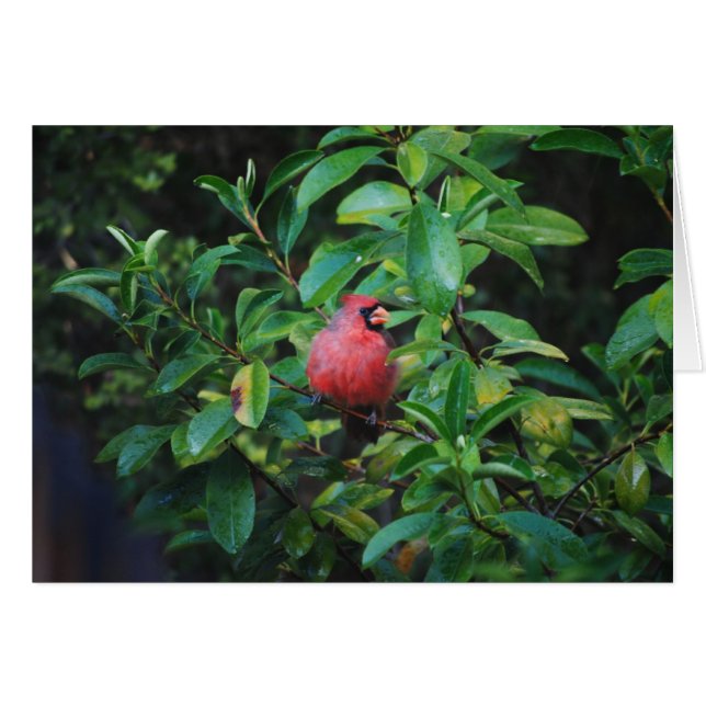 Meine Vorzug-Kardinals-Karte (Vorderseite (Horizontal))