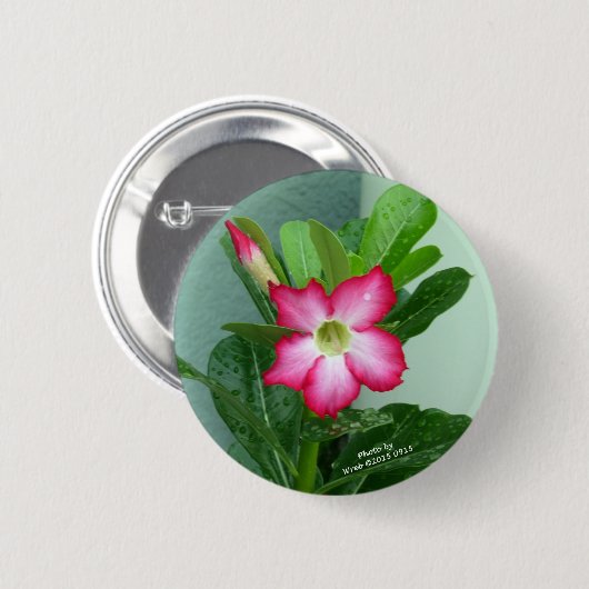 Meine Wüsten-Rose Button (Vorne & Hinten)