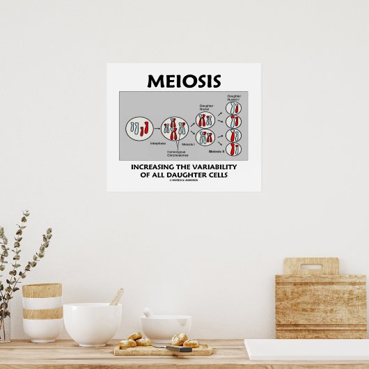Meiose Erhöhung der Variabilität aller Tochterzell Poster (Küche)
