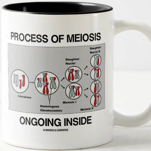 Meiose-Prozess im Inneren Zweifarbige Tasse