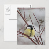 Meise Postkarte (Vorne/Hinten)