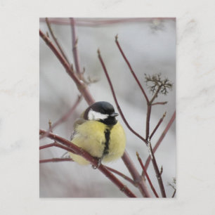 Meise Postkarte