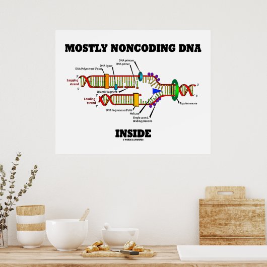 Meist nicht codierende DNA innerhalb (DNA-Replikat Poster (Küche)