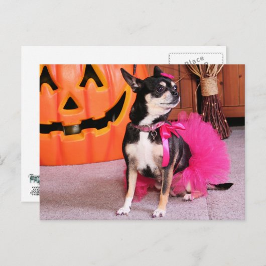 Meka - Chihuahua - Shaver Postkarte (Vorne/Hinten)