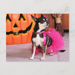 Meka - Chihuahua - Shaver Postkarte