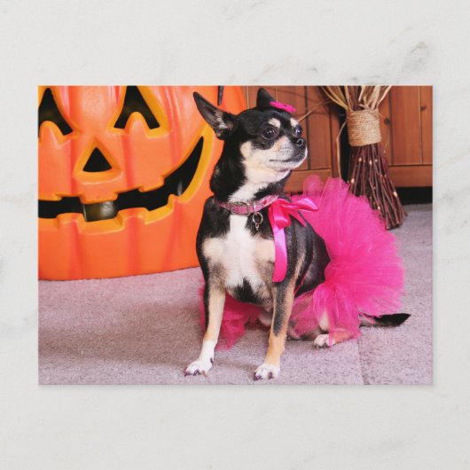 Meka - Chihuahua - Shaver Postkarte (Vorderseite)