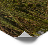 Melaleuca-Bäume in den Everglades Poster (Ecke)