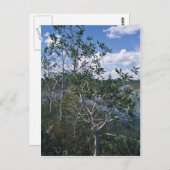 Melaleuca im Sumpfgebiet Postkarte (Vorne/Hinten)