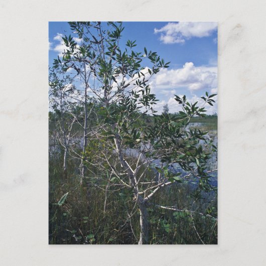 Melaleuca im Sumpfgebiet Postkarte (Vorderseite)