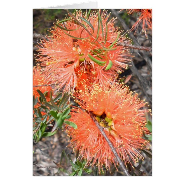 Melaluca Blank Card (Vorne)