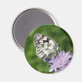Melanargia Magnet (Vorderseite/Rückseite)