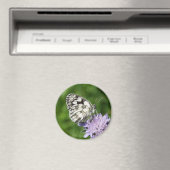 Melanargia Magnet (In Situ (Geschirrspüler))