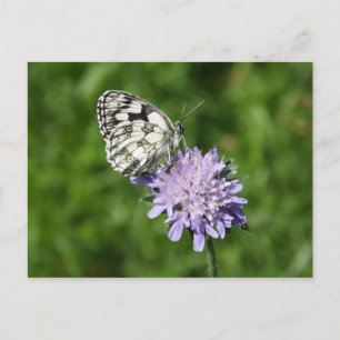 Melanargia Postkarte