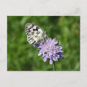 Melanargia Postkarte (Vorderseite)