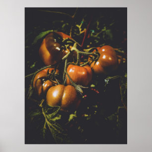 Melancholische rustikale Tomaten Vintage Farmhaus Poster