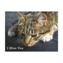 [Melancholy Cat] Ich vermisse dich