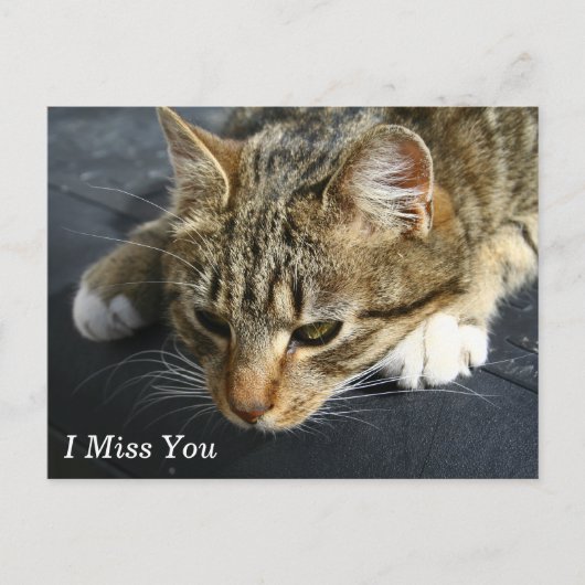 [Melancholy Cat] Ich vermisse dich Postkarte (Vorderseite)
