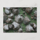 Melb. Botanischer Garten 1 Postkarten (Vorderseite)