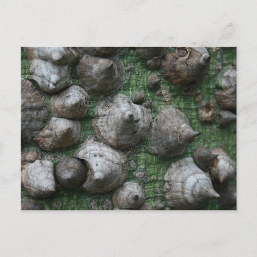 Melb. Botanischer Garten 1 Postkarten (Vorderseite)