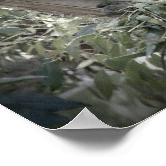 Melbourne - Koala sitzt im alten Zahnbaum Poster (Ecke)