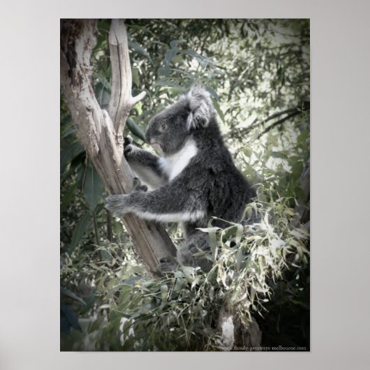 Melbourne - Koala sitzt im alten Zahnbaum Poster (Vorne)