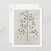 Melia Azedarach von "Phytographie Medicale" von Jo Postkarte (Vorne/Hinten)