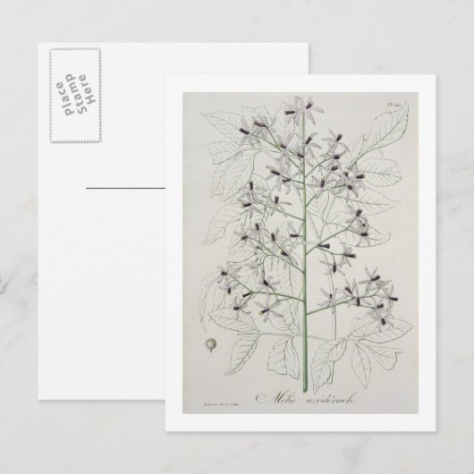 Melia Azedarach von "Phytographie Medicale" von Jo Postkarte (Vorne/Hinten)
