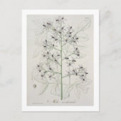 Melia Azedarach von "Phytographie Medicale" von Jo Postkarte (Vorderseite)