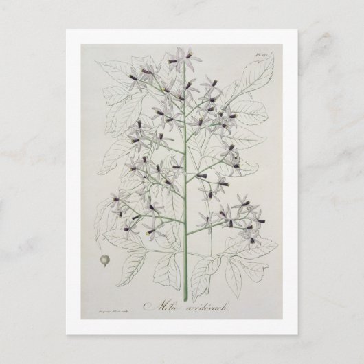 Melia Azedarach von "Phytographie Medicale" von Jo Postkarte (Vorderseite)