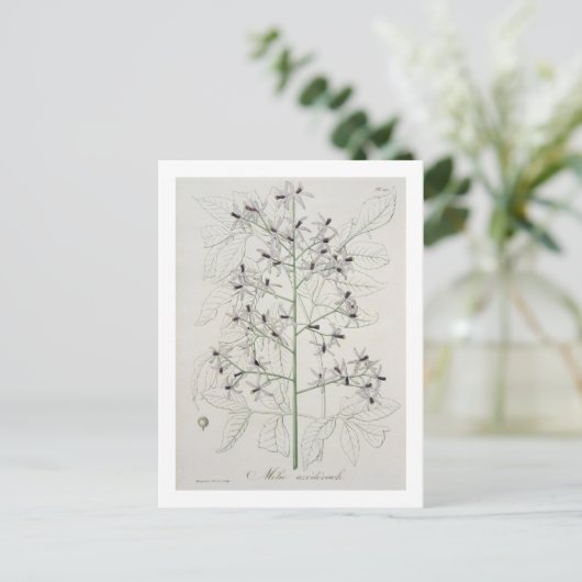 Melia Azedarach von "Phytographie Medicale" von Jo Postkarte (Stehend Vorderseite)