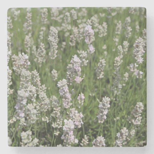 Melissa Lavender Steinuntersetzer (Vorderseite)