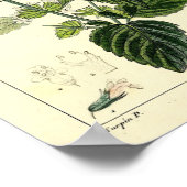 Melisse, Lemon Balm (Melissa officinalis), Print Poster (Ecke)