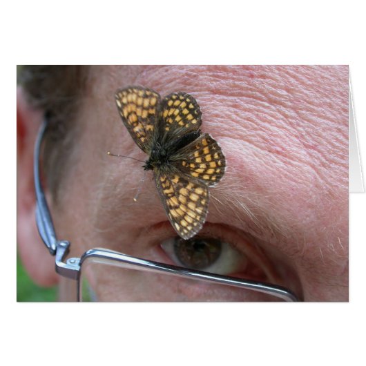 Melitaea athalia (Vorderseite (Horizontal))