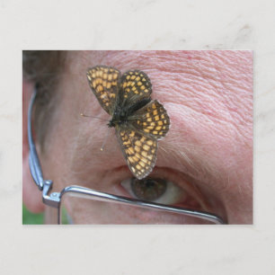 Melitaea athalia postkarte