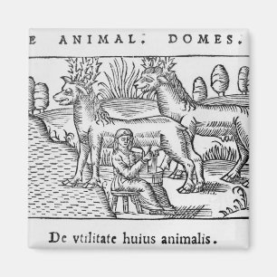 Melken der Rene Magnet