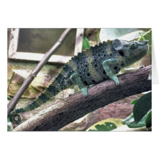 Meller's Chameleon - Chamaeleo melleri
