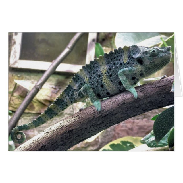 Meller's Chameleon - Chamaeleo melleri (Vorderseite (Horizontal))