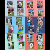 Mello the Samoyed 2026 Calendar Kalender