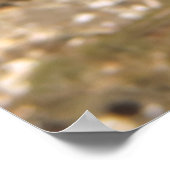 Mellow Moray Poster (Ecke)