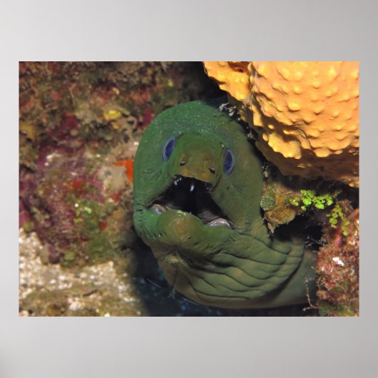 Mellow Moray Poster (Vorne)