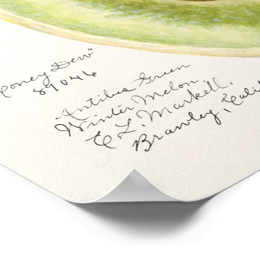 Melon (Cucumis Melo) Fruchtfarben Poster (Ecke)