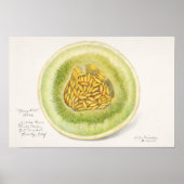 Melon (Cucumis Melo) Fruchtfarben Poster (Vorne)