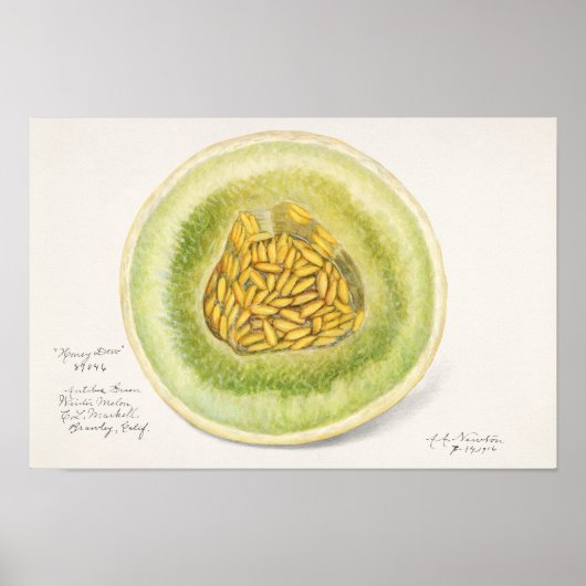 Melon (Cucumis Melo) Fruchtfarben Poster (Vorne)