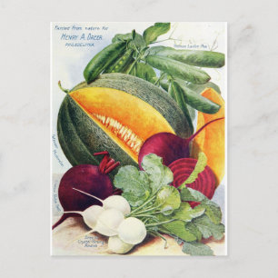 Melon Obstgarten Vintage Postkarte