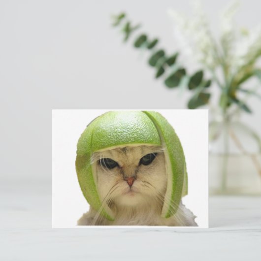 Melonenkatze Postkarte (Stehend Vorderseite)